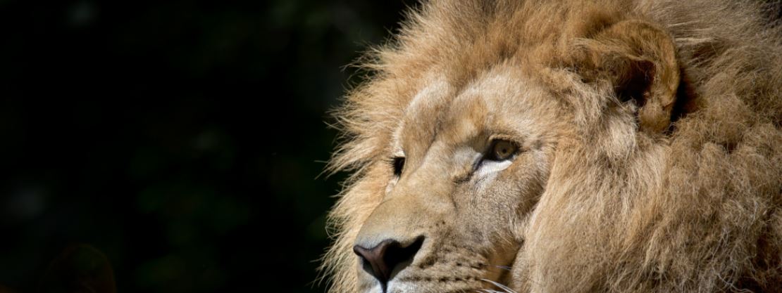 lion staring off-screen